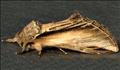 2007 Swallow Prominent